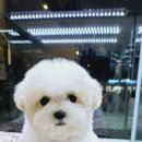 멍스타 김포강아지 분양 이미지