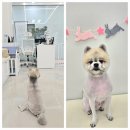 아모르 펫 살롱 이미지