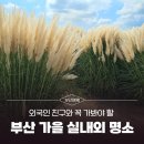 낙동강관리본부 대저생태공원 7 | 부산 가을 실내외 명소 추천 : 외국인 친구와 꼭 가봐야 할 곳