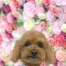 위즈퍼피(WIZ PUPPY) 이미지