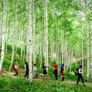 &#34;해마다 100만 명 이상 찾는다는데&#34;... 849km 숲길, 한국판 ‘산티아고 순례길’ 될까? 이미지