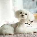 한강펫살롱 이미지