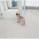 아임댕댕 | 산남동애견미용 우리 강아지를 위한 최고의 선택, 아임댕댕 후기