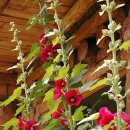 수월산방 이미지