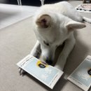 pet02더6851 | 반려동물 소변검사 Cym702 Pet 후기 | 결과 보고 동물병원 예약 잡게 된 이유