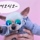 유성하이퍼