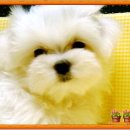 예쁜강쥐 이미지