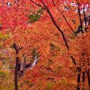 피아골(기산) 이미지