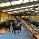 전남흑염소농장 이미지