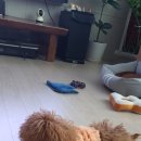 홈즈펫타운 이미지