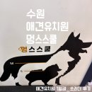 멍스 | 다양한 맞춤 프로그램의 선두주자 수원 애견유치원 멍스스쿨 후기