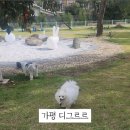 디그르르 이미지