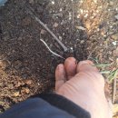 육일농원 이미지