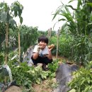 김현준농장 Daum카페