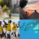 [11/11] 간단히 배우는 스마트폰 사진촬영 | 세부 액티비티 종류 오슬롭 고래상어 캐녀닝 로컬페이지 골드 호핑투어 예약