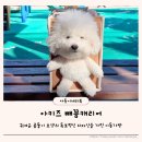 빼꼼 | 대왕키링 비주얼에 실사용까지 아키즈 빼꼼캐리어 강아지이동가방 후기