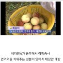 대월농장 이미지