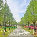 대림동산작은도서관 | 경기도 안성 가볼만한곳 안성맞춤가족공원 대림동산 바닥분수