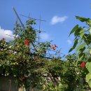 장미네농장 이미지