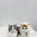 야옹아멍멍해봐삼각점 이미지