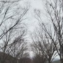 박소현미나리 이미지