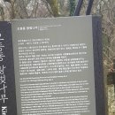 오등동 왕벚나무 이미지