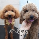 보람그루밍 이미지