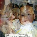 일조산업 조선일보