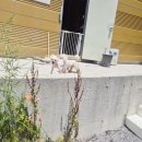 쿠치올로 | 포항 애견호텔 추천] 24시간 운영 &amp; 수제간식까지, 무마취고양이미용으로 유명한 쿠치올로 호텔링 솔직후기