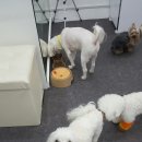 마티애견 이미지