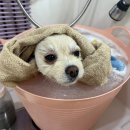 뽀송뽀송애견놀이방 이미지