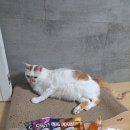 차오컴퍼니