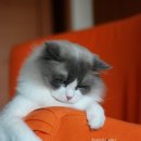 마론도리스(Marondollis) 이미지