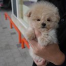 퍼피플레이스 이미지