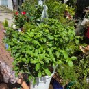 지우농원 이미지