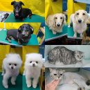 하은메디컬 네이버블로그