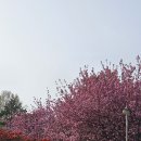 완산-18 | 완산칠봉꽃동산 겹벚꽃 2025년4월18일 실시간