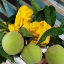 치상농장 이미지