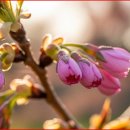 ㈜오케이그린청소년수련원 | 벚꽃 명당 선점하기! 2026 벚꽃 캠핑장 전국 베스트 10