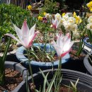 피고지고 이미지