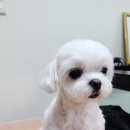 엔조이펫 이미지