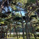 소양강로 L | [강원도 맛집] 소울로스터리 : 강원도 춘천 소나무 숲 힐링 카페(데이트 코스 추천)