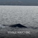 브리칭웨일 | [하와이] 마알라이아 항구 웨일와칭 | Maalaea Harbor Whale Watching 🐋