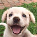 웃는 강아지 이미지