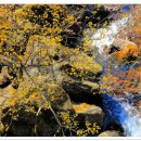 산수유피는마을 이미지