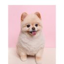 숲속의강아지 이미지