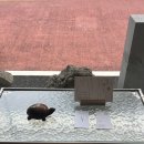 제주도 가성비 오마카세 모리노카메 런치코스