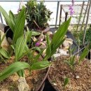 솔뫼농장 이미지