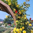 장미관문 이미지