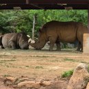 기린07-1 이미지